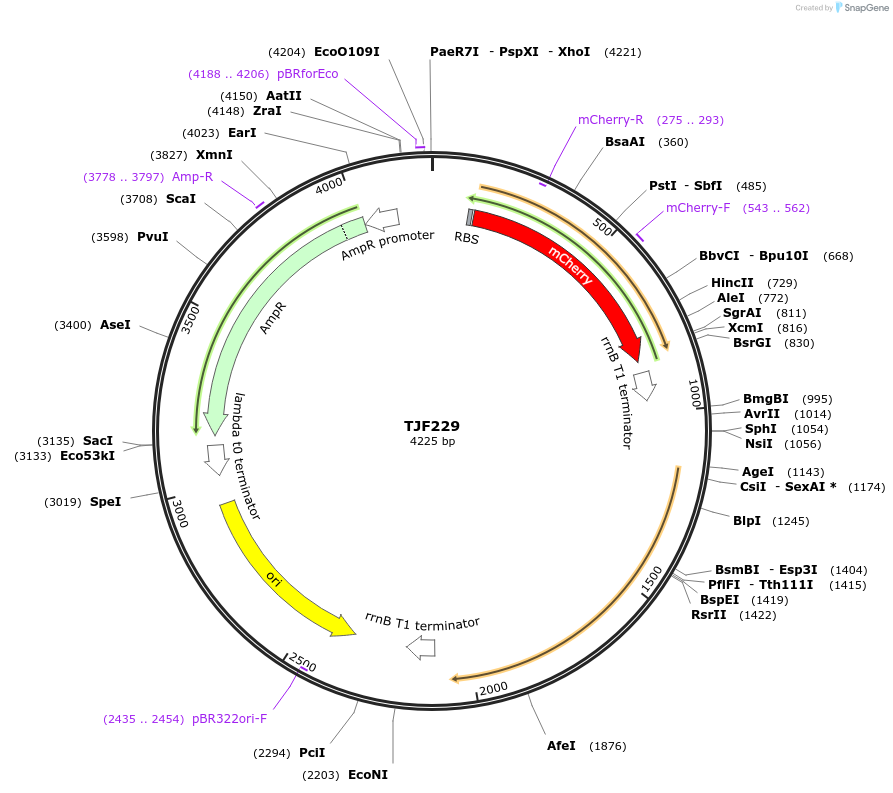 132575-plasmid-map-sequence-id-265195