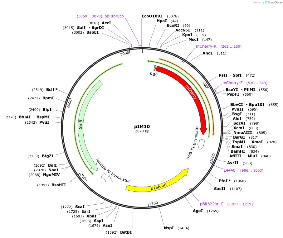 132581-plasmid-map-sequence-id-265207