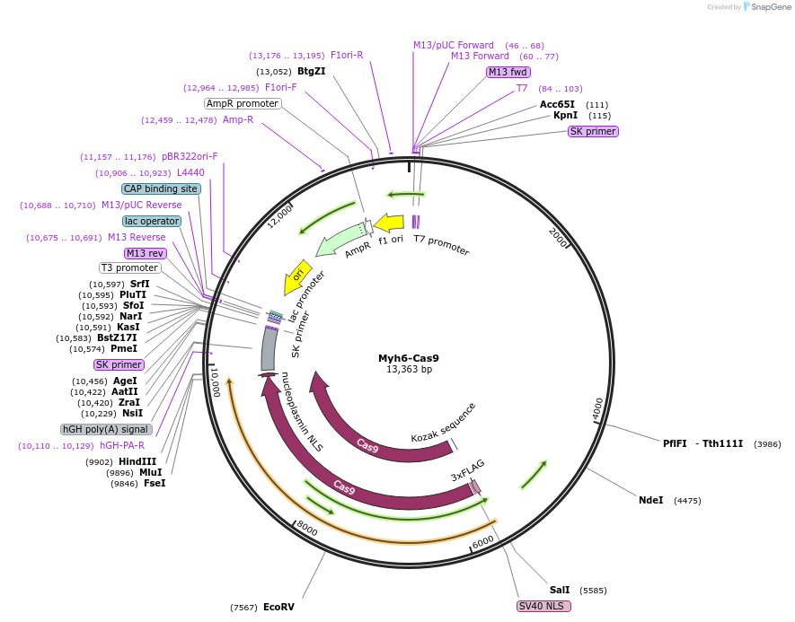 109037-plasmid-map-sequence-id-265211