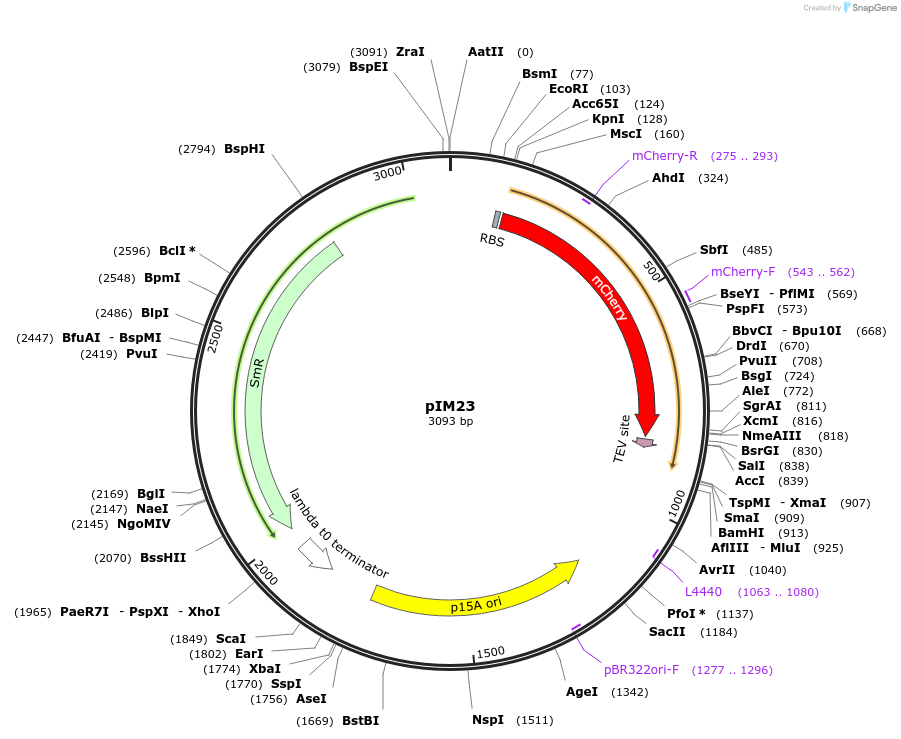132586-plasmid-map-sequence-id-265212
