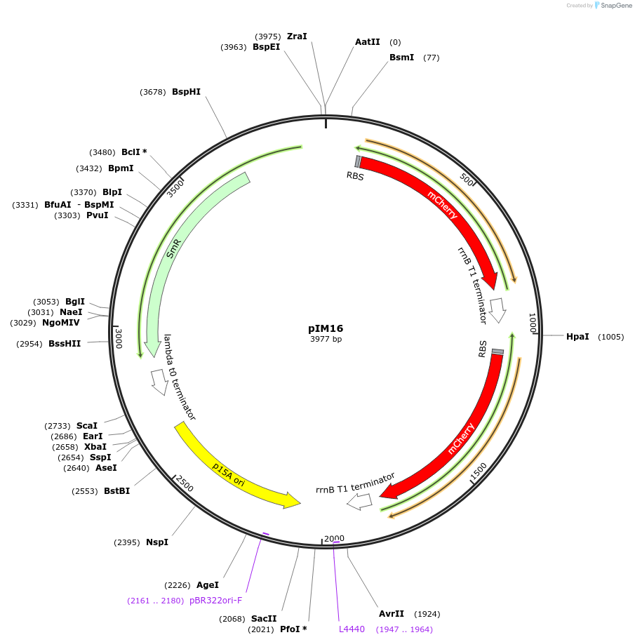 132583-plasmid-map-sequence-id-265215