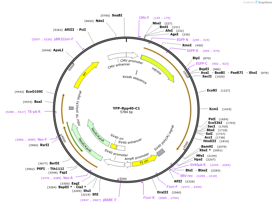 134549-plasmid-map-sequence-id-265258