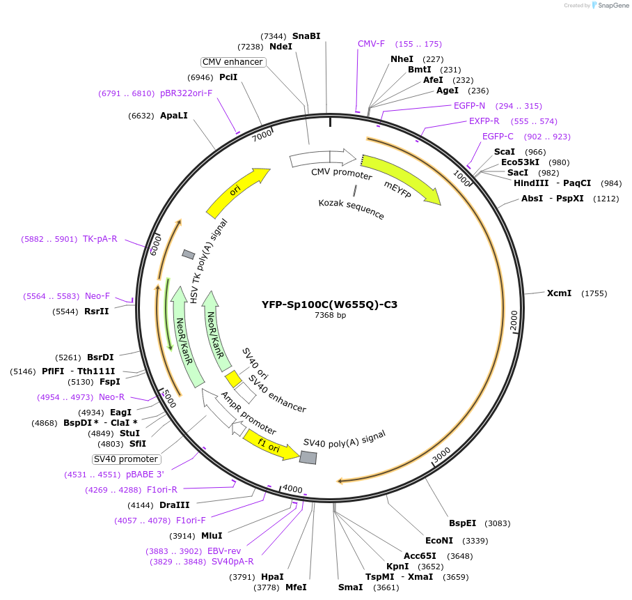 134556-plasmid-map-sequence-id-265263