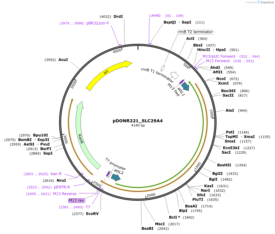 132115-plasmid-map-sequence-id-265285