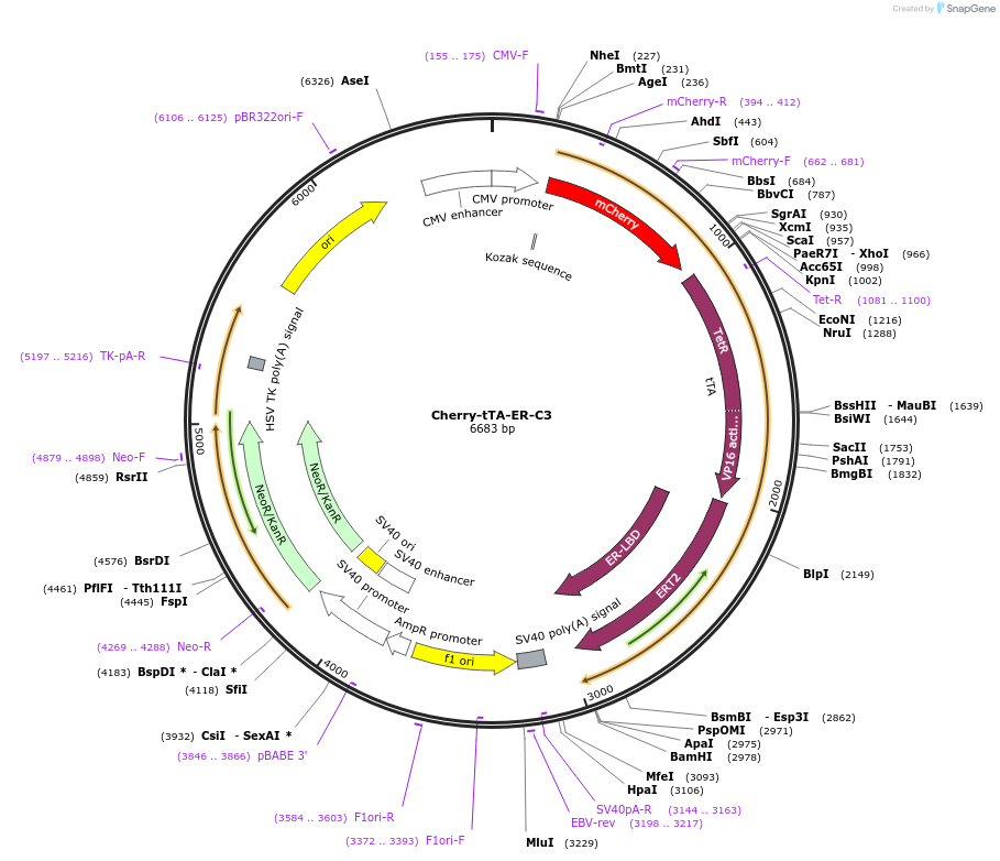 134567-plasmid-map-sequence-id-265286