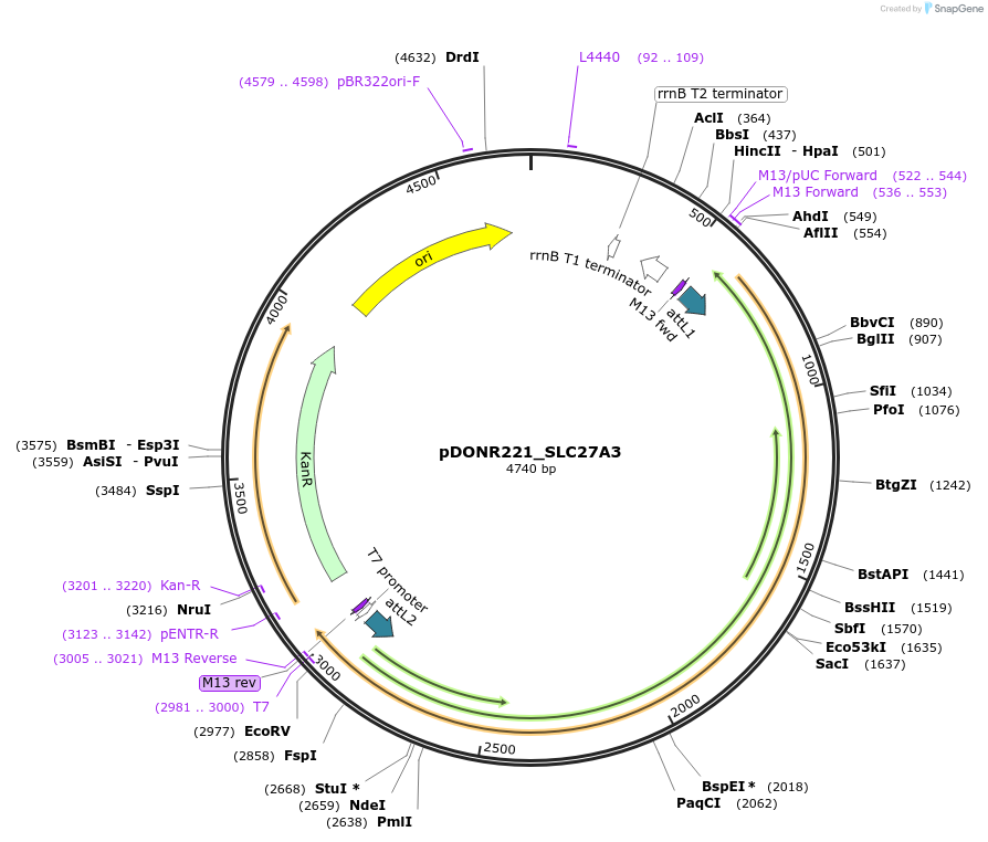 132116-plasmid-map-sequence-id-265752