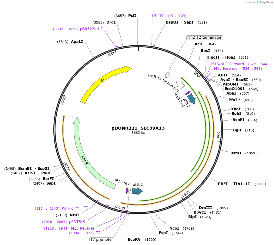 132117-plasmid-map-sequence-id-265761