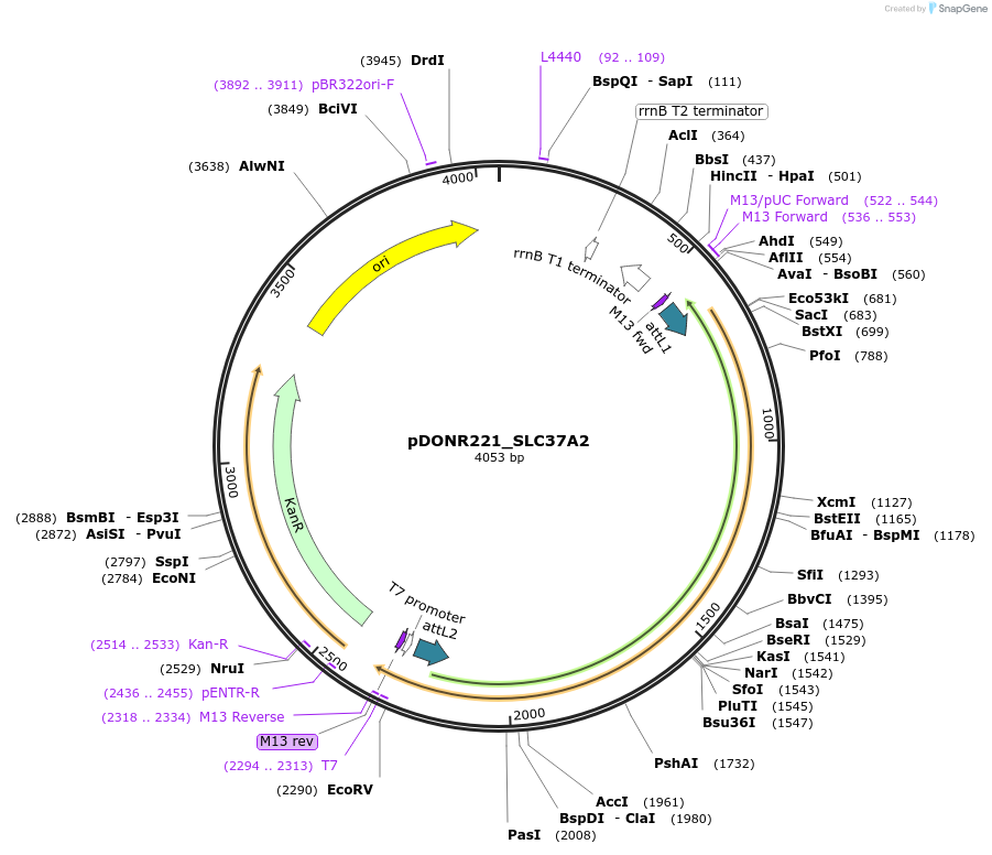 132119-plasmid-map-sequence-id-265764