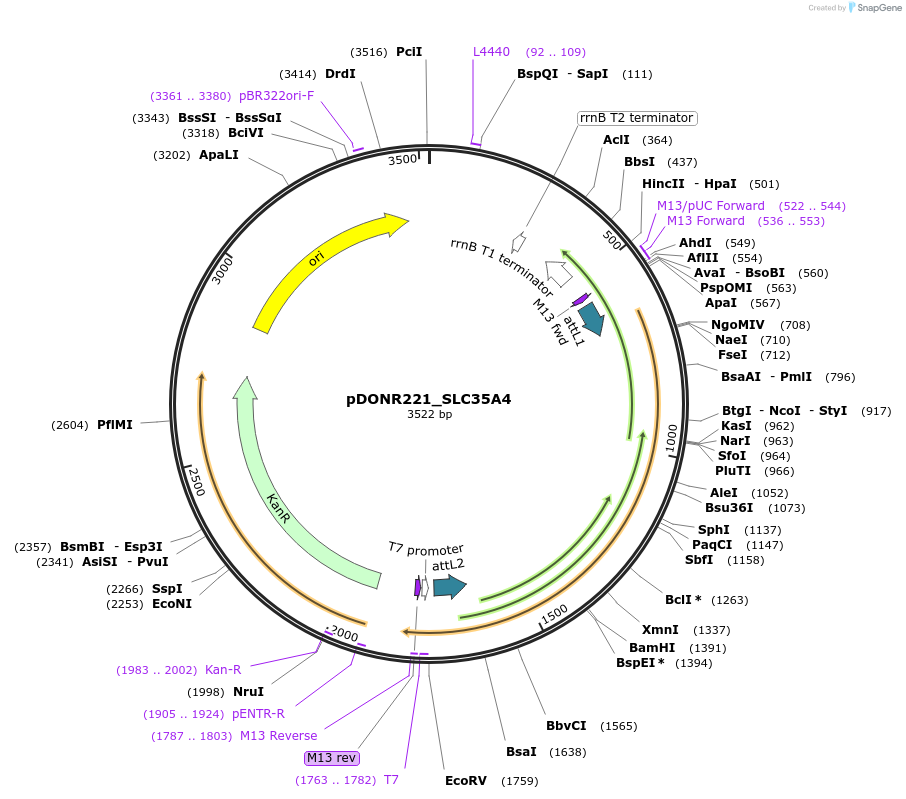 132123-plasmid-map-sequence-id-265772