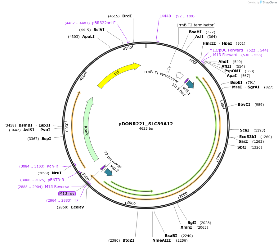 132129-plasmid-map-sequence-id-265777