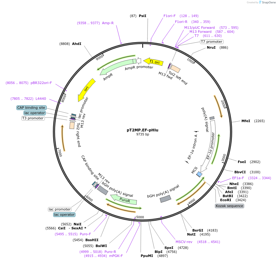 129304-plasmid-map-sequence-id-265778