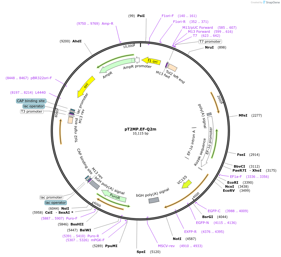 129310-plasmid-map-sequence-id-265781
