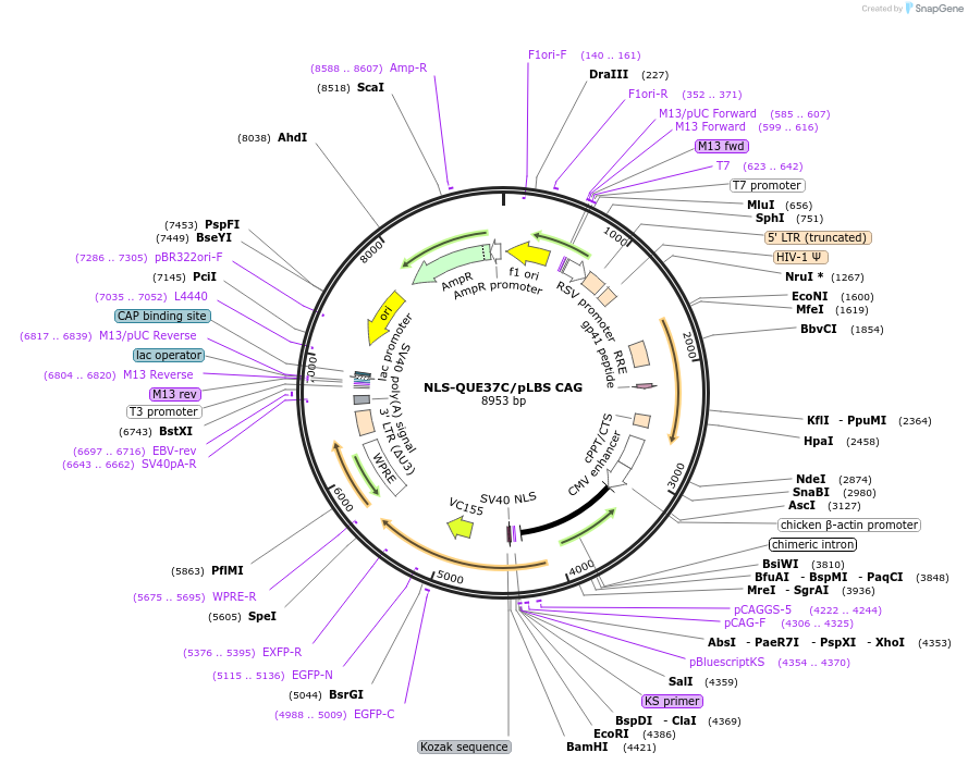 129322-plasmid-map-sequence-id-265787