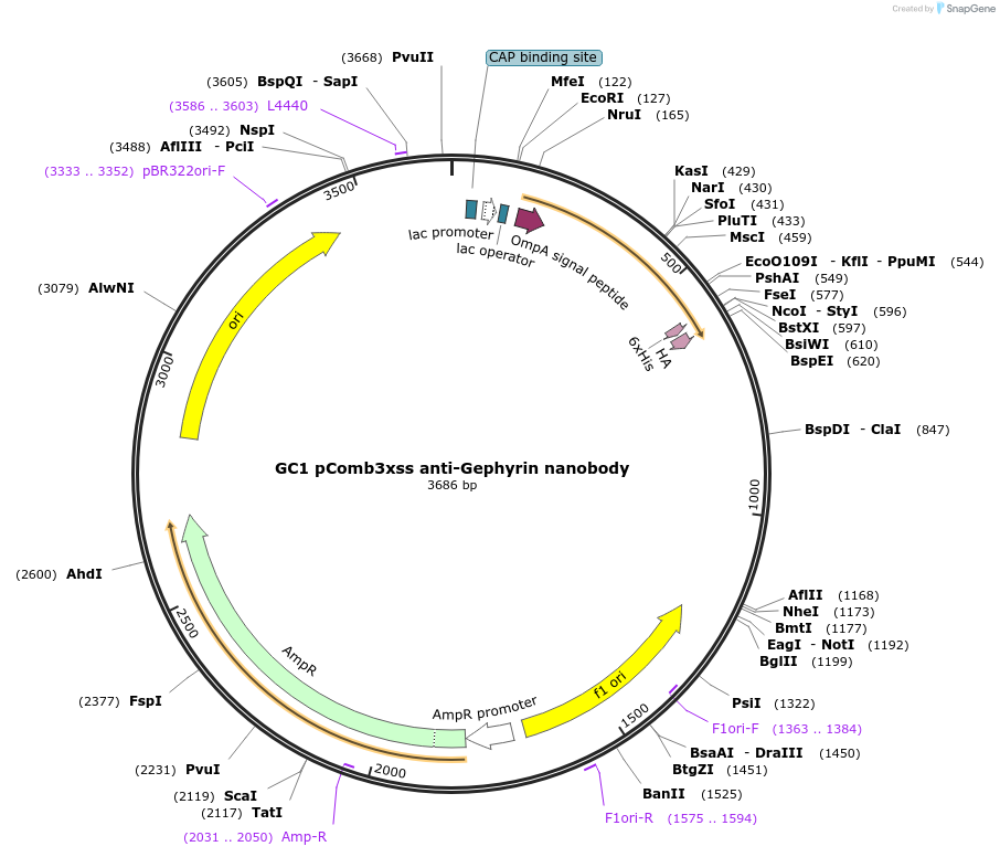 134720-plasmid-map-sequence-id-265789