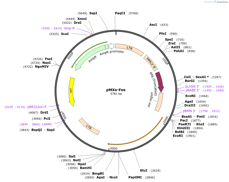 131595-plasmid-map-sequence-id-265796