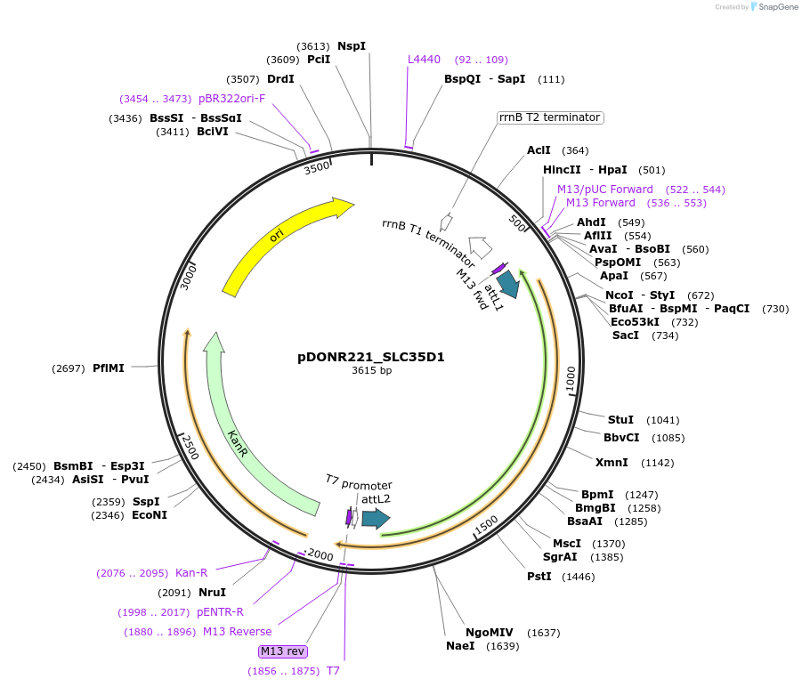 132134-plasmid-map-sequence-id-265827