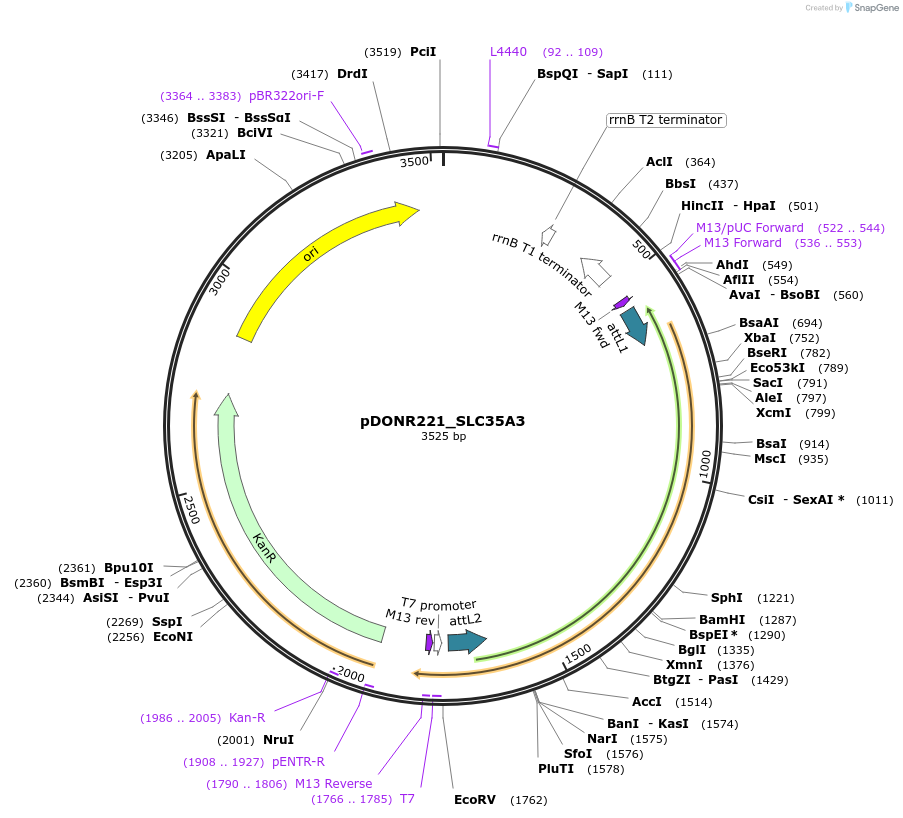 132135-plasmid-map-sequence-id-265828