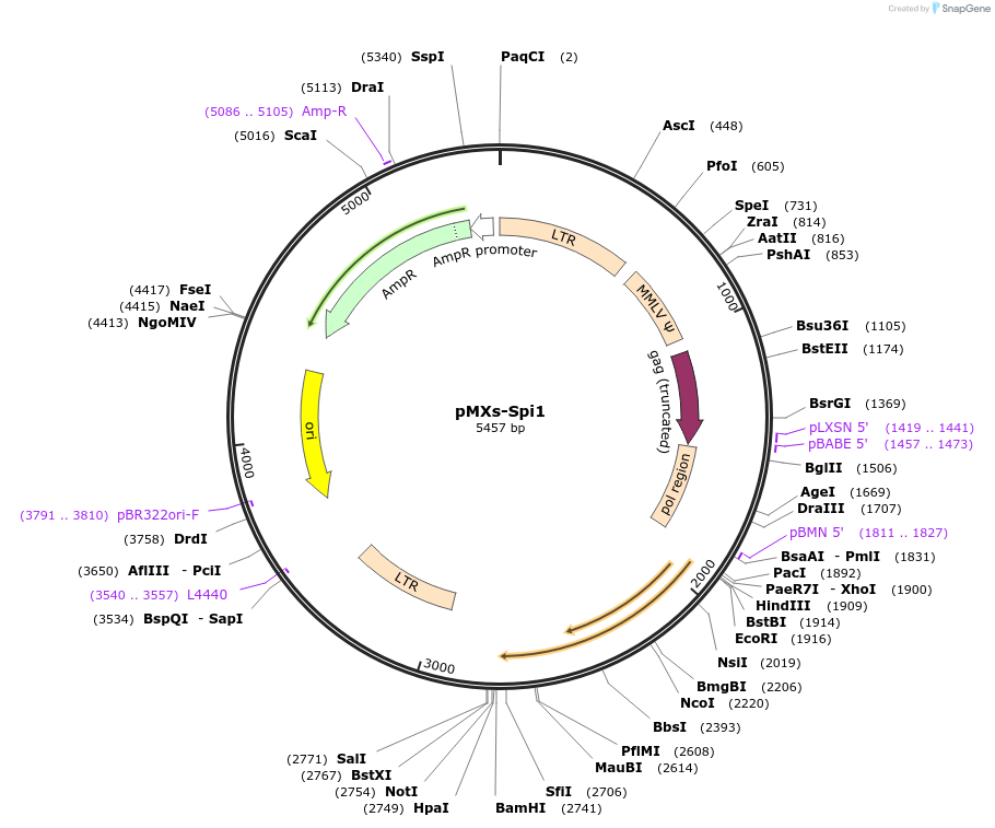 131597-plasmid-map-sequence-id-265843