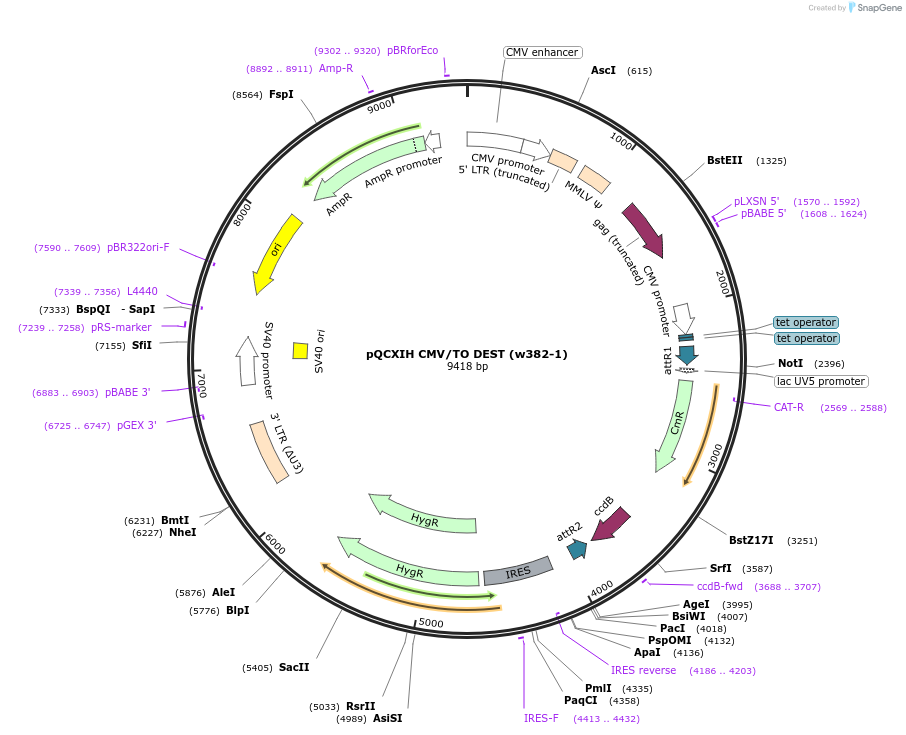 17394-plasmid-map-sequence-id-265860