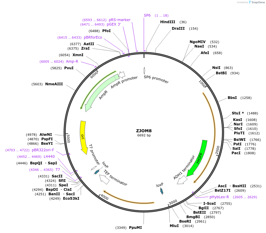 133671-plasmid-map-sequence-id-265864