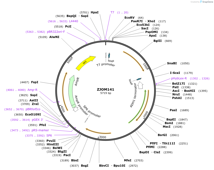 133669-plasmid-map-sequence-id-265880