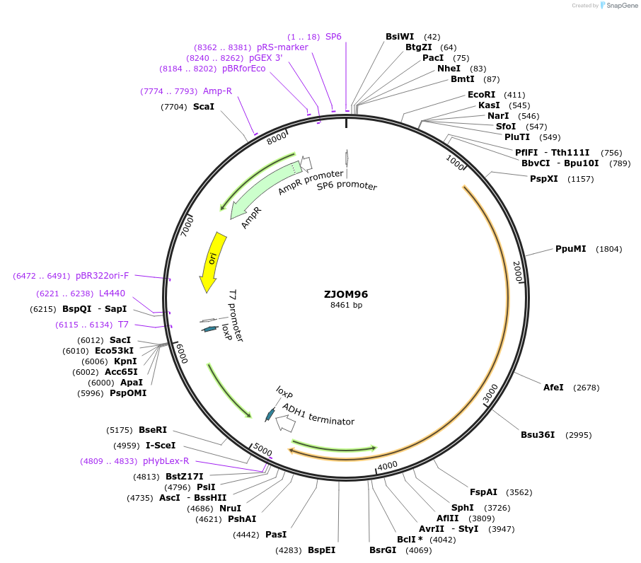133663-plasmid-map-sequence-id-265883