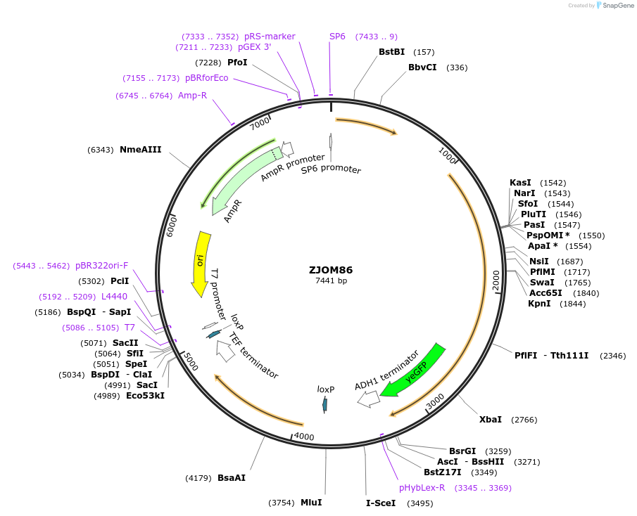 133634-plasmid-map-sequence-id-265885