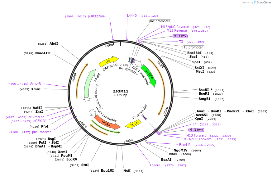 133637-plasmid-map-sequence-id-265887