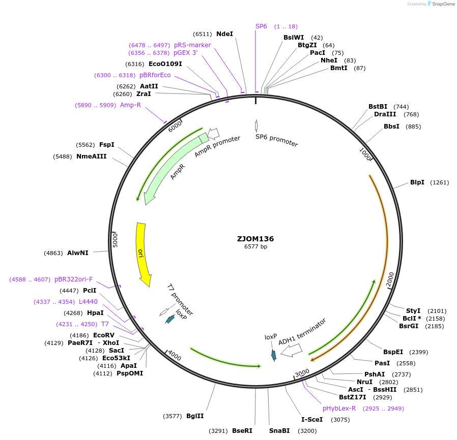 133660-plasmid-map-sequence-id-265888