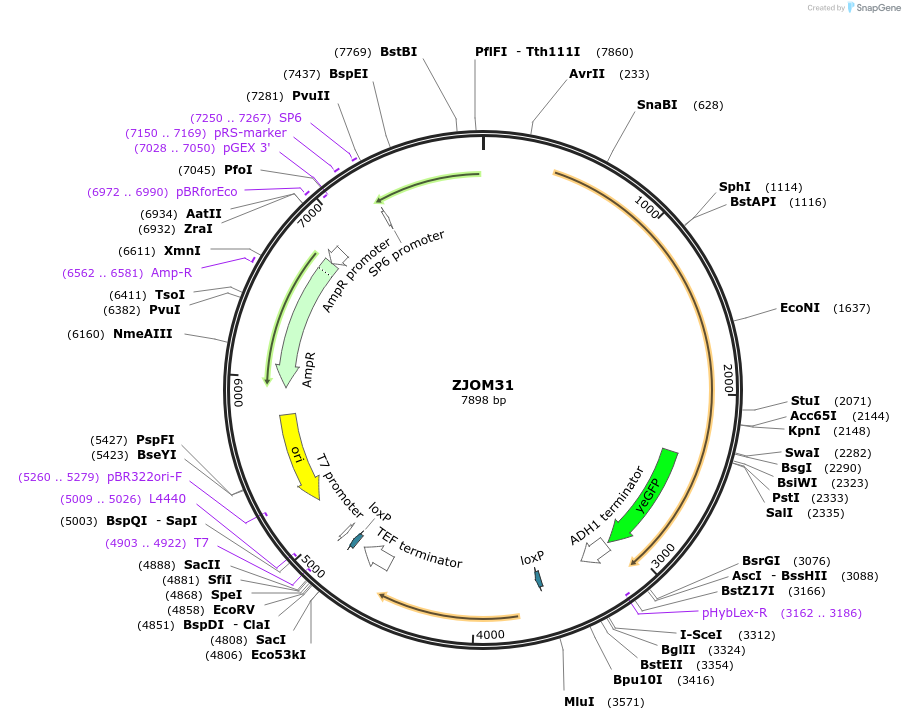 133645-plasmid-map-sequence-id-265890