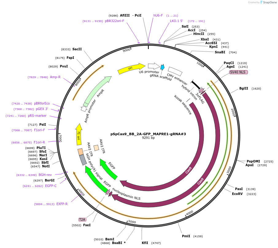 107728-plasmid-map-sequence-id-265892