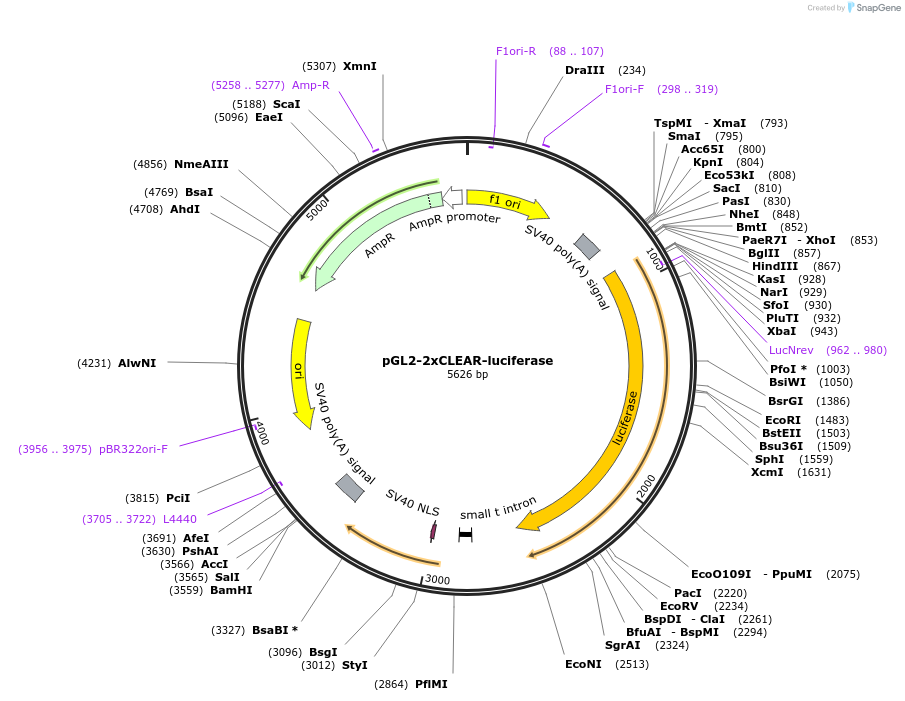 81120-plasmid-map-sequence-id-265893