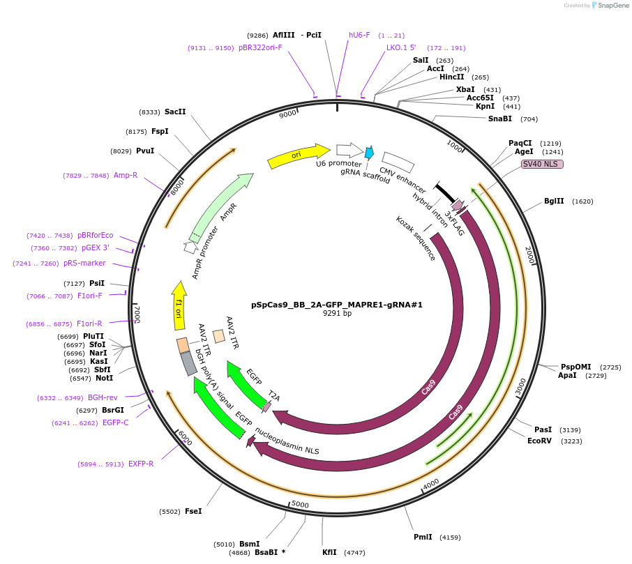107726-plasmid-map-sequence-id-265895