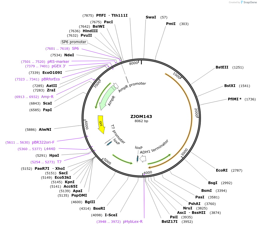 133667-plasmid-map-sequence-id-265896
