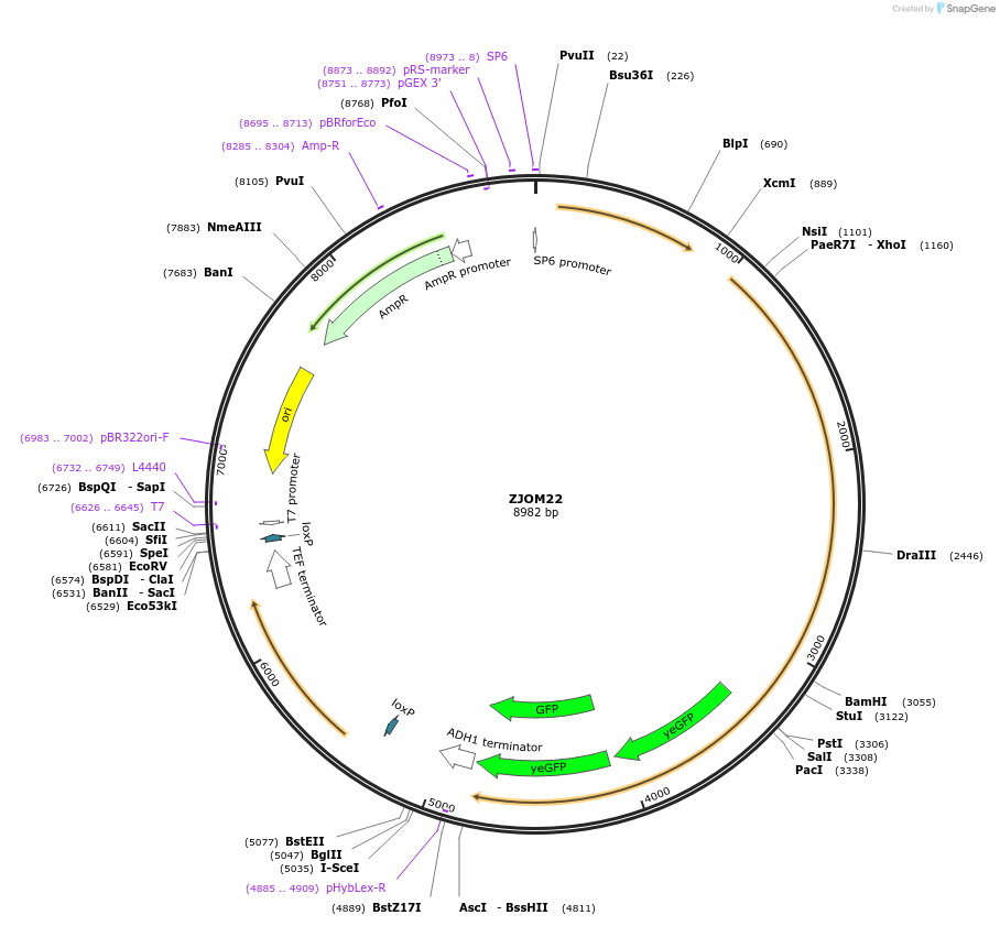 133629-plasmid-map-sequence-id-265897