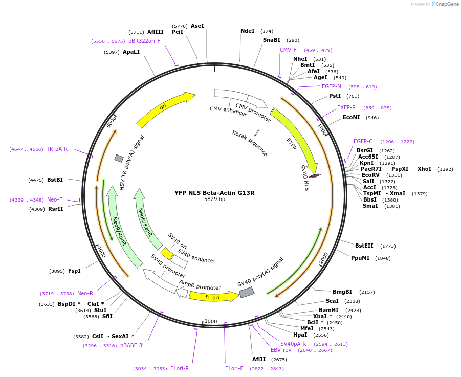 60615-plasmid-map-sequence-id-265898