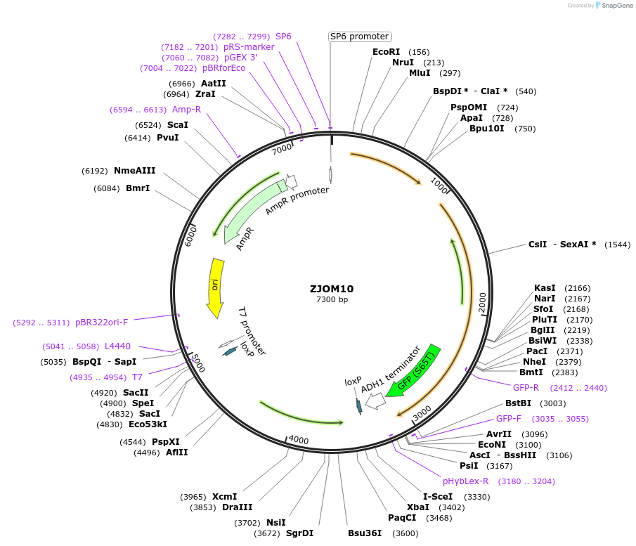 133639-plasmid-map-sequence-id-265901