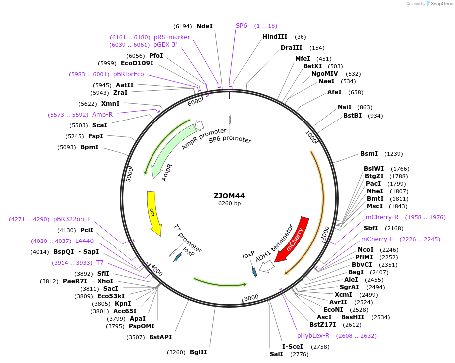 133653-plasmid-map-sequence-id-265903