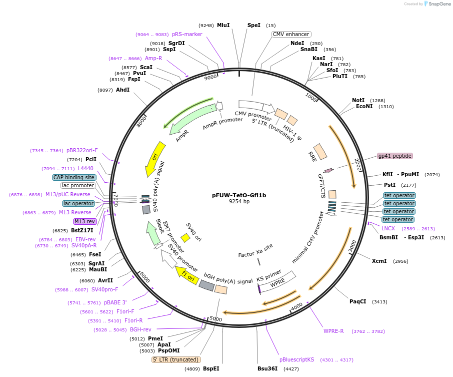131592-plasmid-map-sequence-id-265922