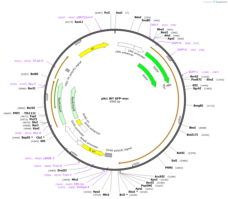 132963-plasmid-map-sequence-id-265925