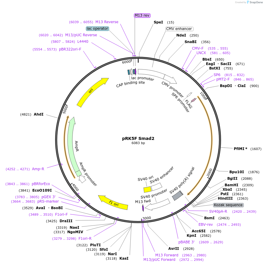 12623-plasmid-map-sequence-id-265933