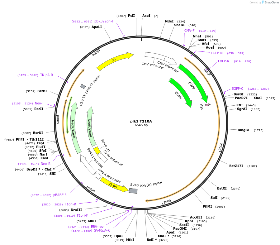 132965-plasmid-map-sequence-id-265935
