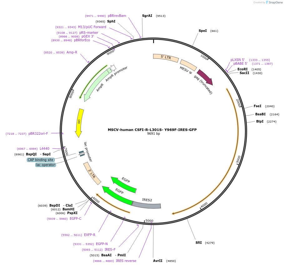 133745-plasmid-map-sequence-id-265945