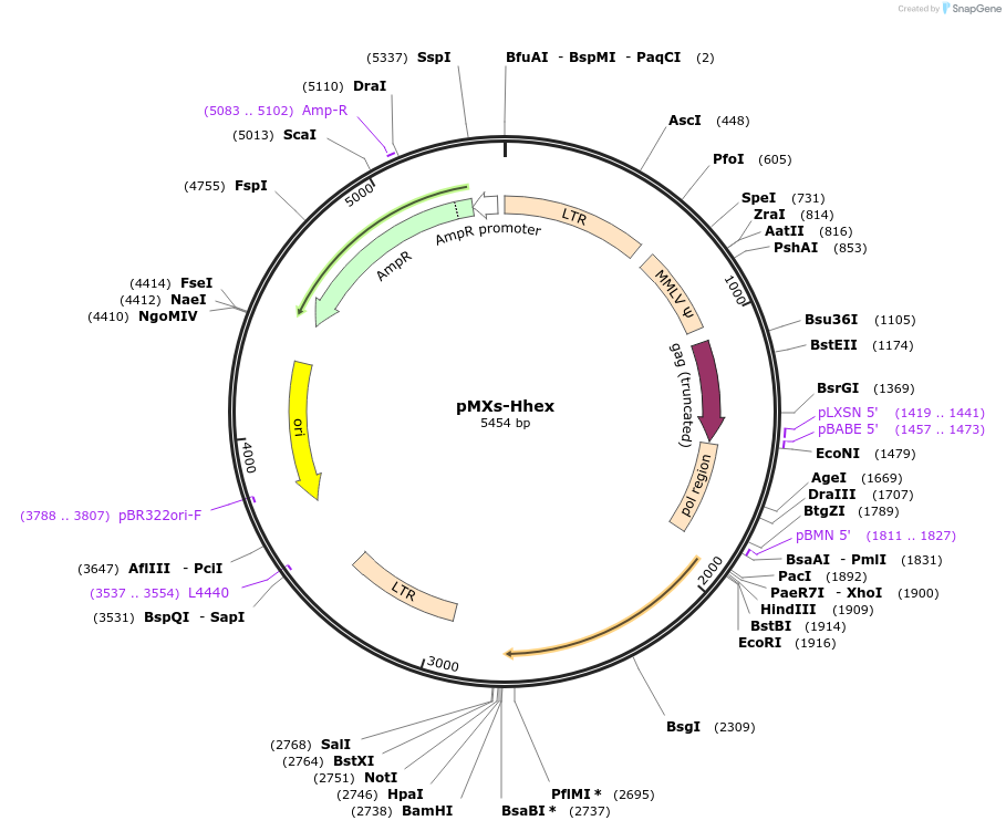 131600-plasmid-map-sequence-id-265946