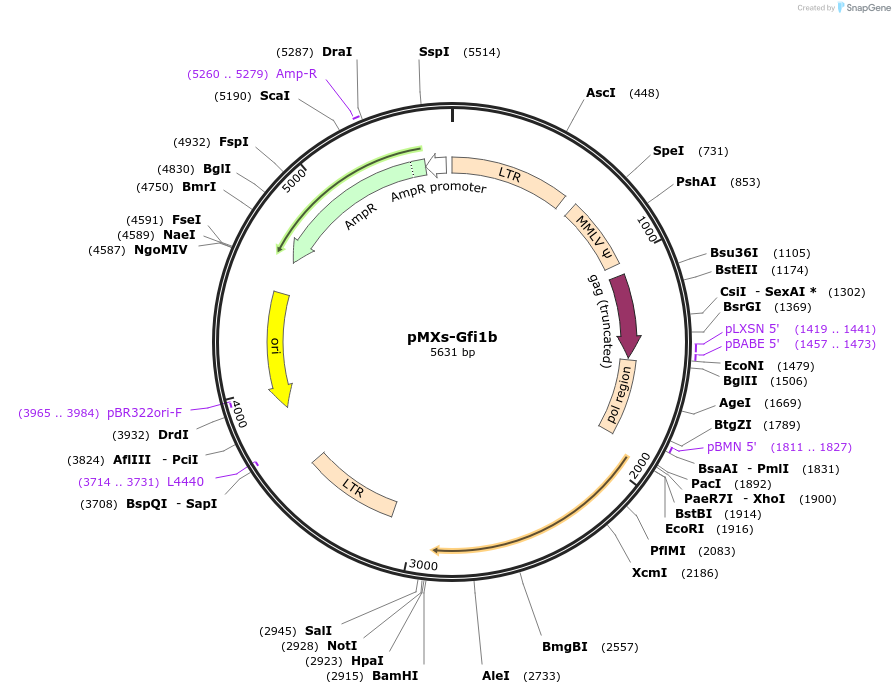 131611-plasmid-map-sequence-id-265950