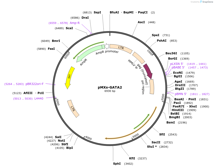 131602-plasmid-map-sequence-id-265951