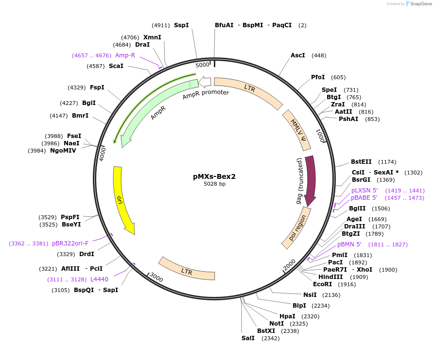 131607-plasmid-map-sequence-id-265952