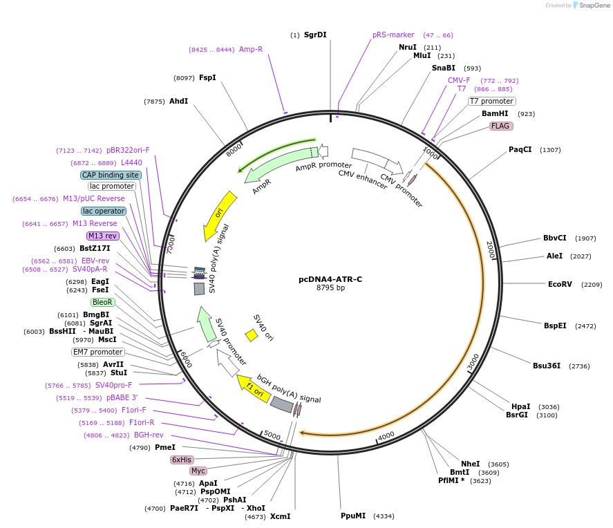 53769-plasmid-map-sequence-id-265953