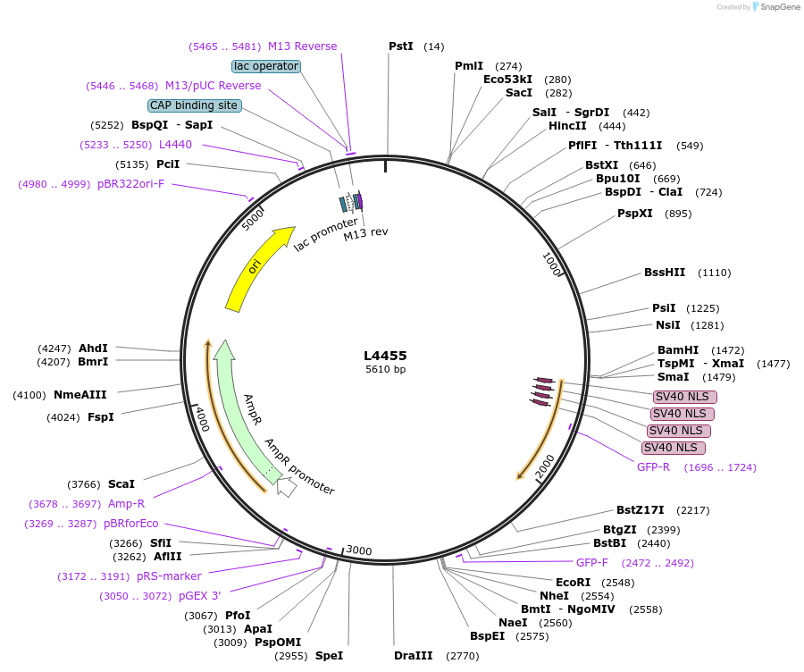 1656-plasmid-map-sequence-id-266