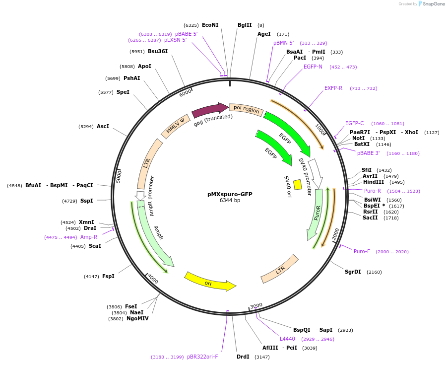 74203-plasmid-map-sequence-id-266009